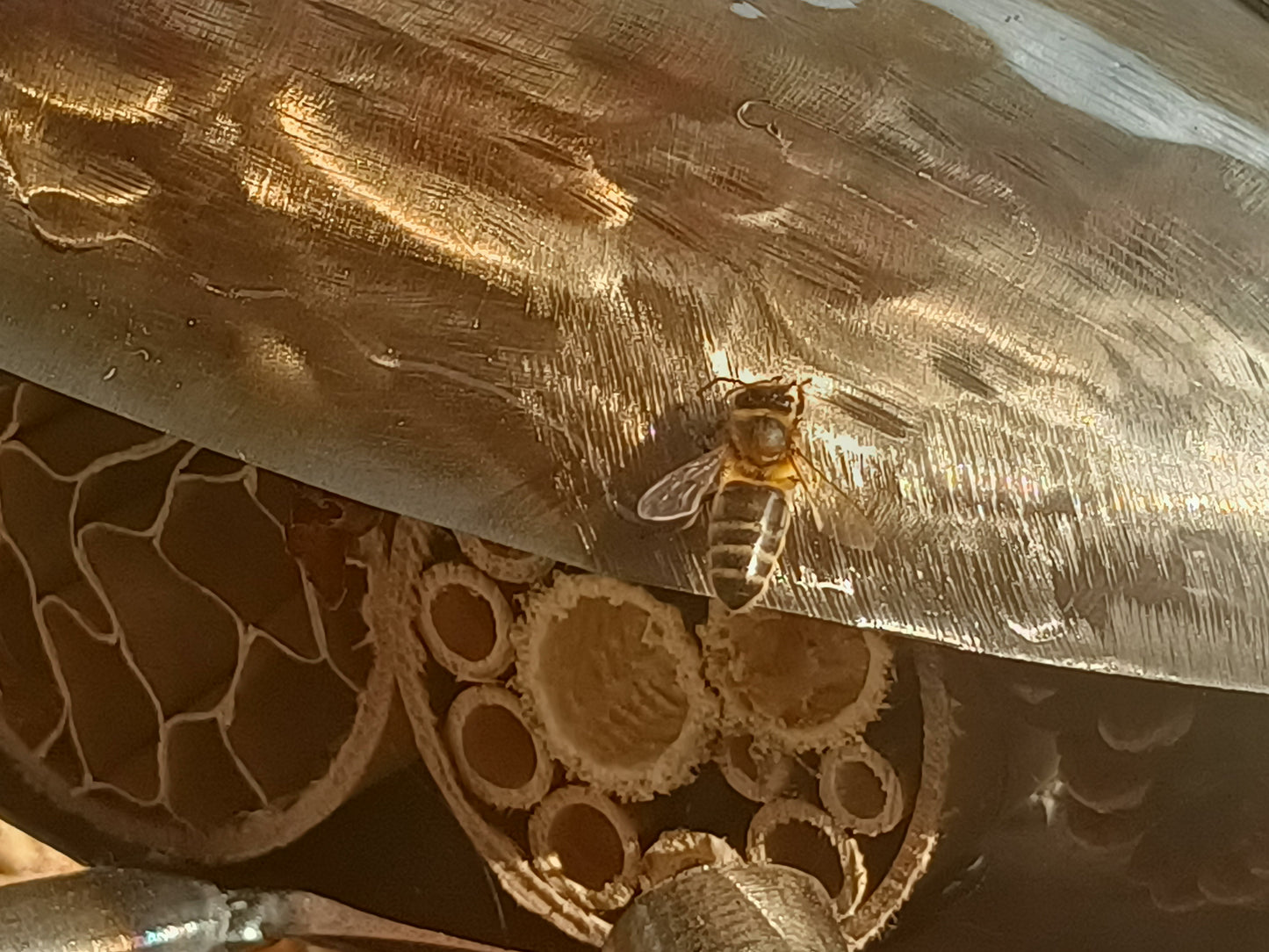 Lucas the Stag Beetle - Land