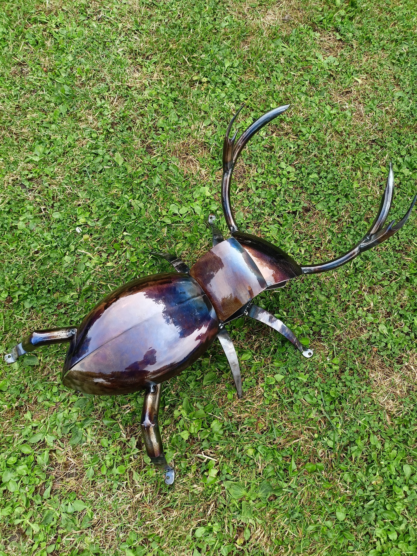 Lucas the Stag Beetle - Land