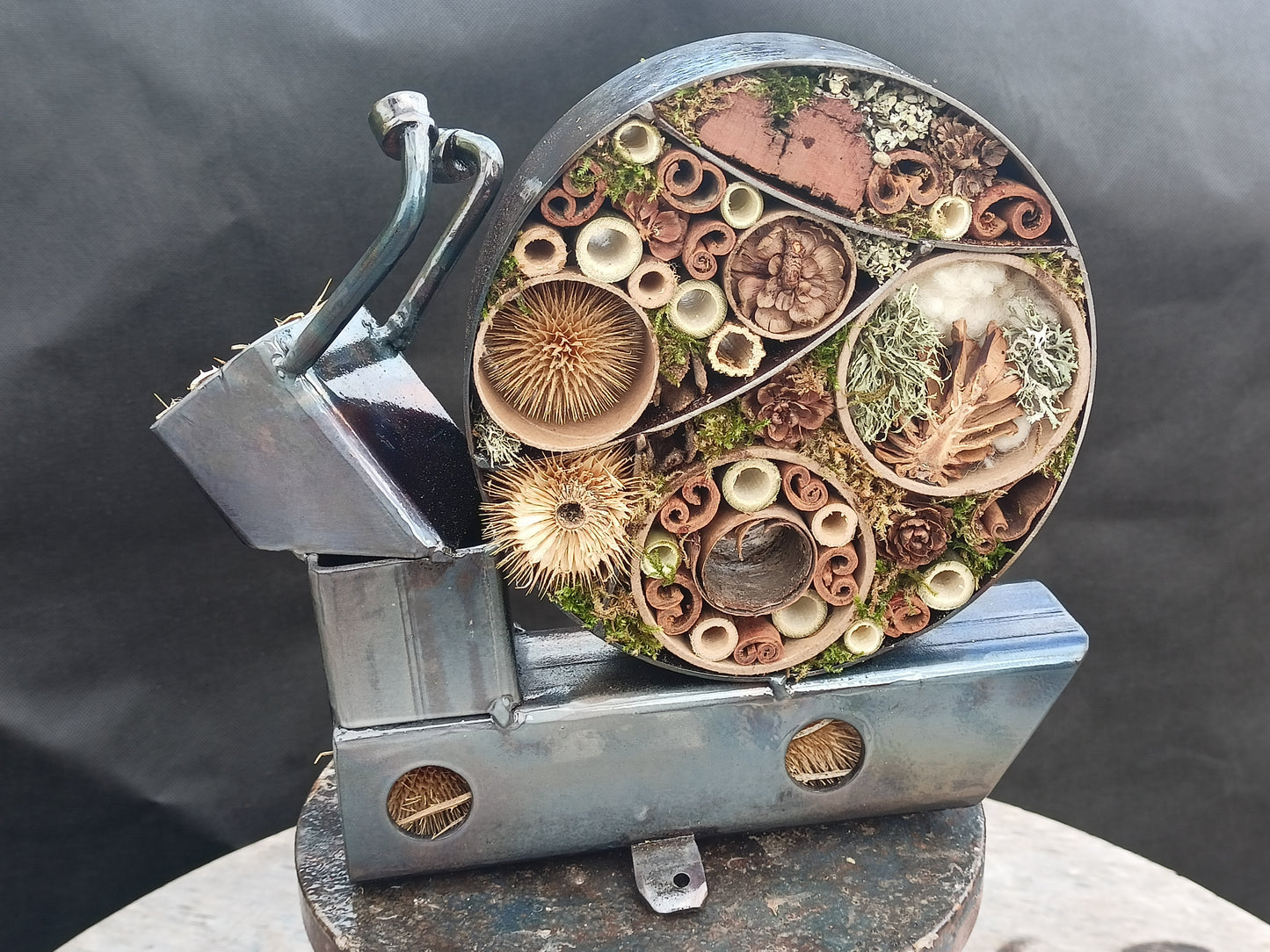 Leah the Snail - Land