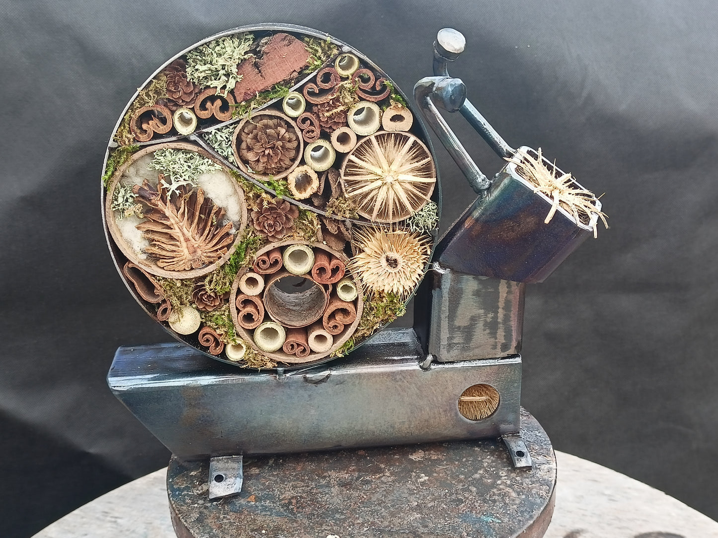 Leah the Snail - Land