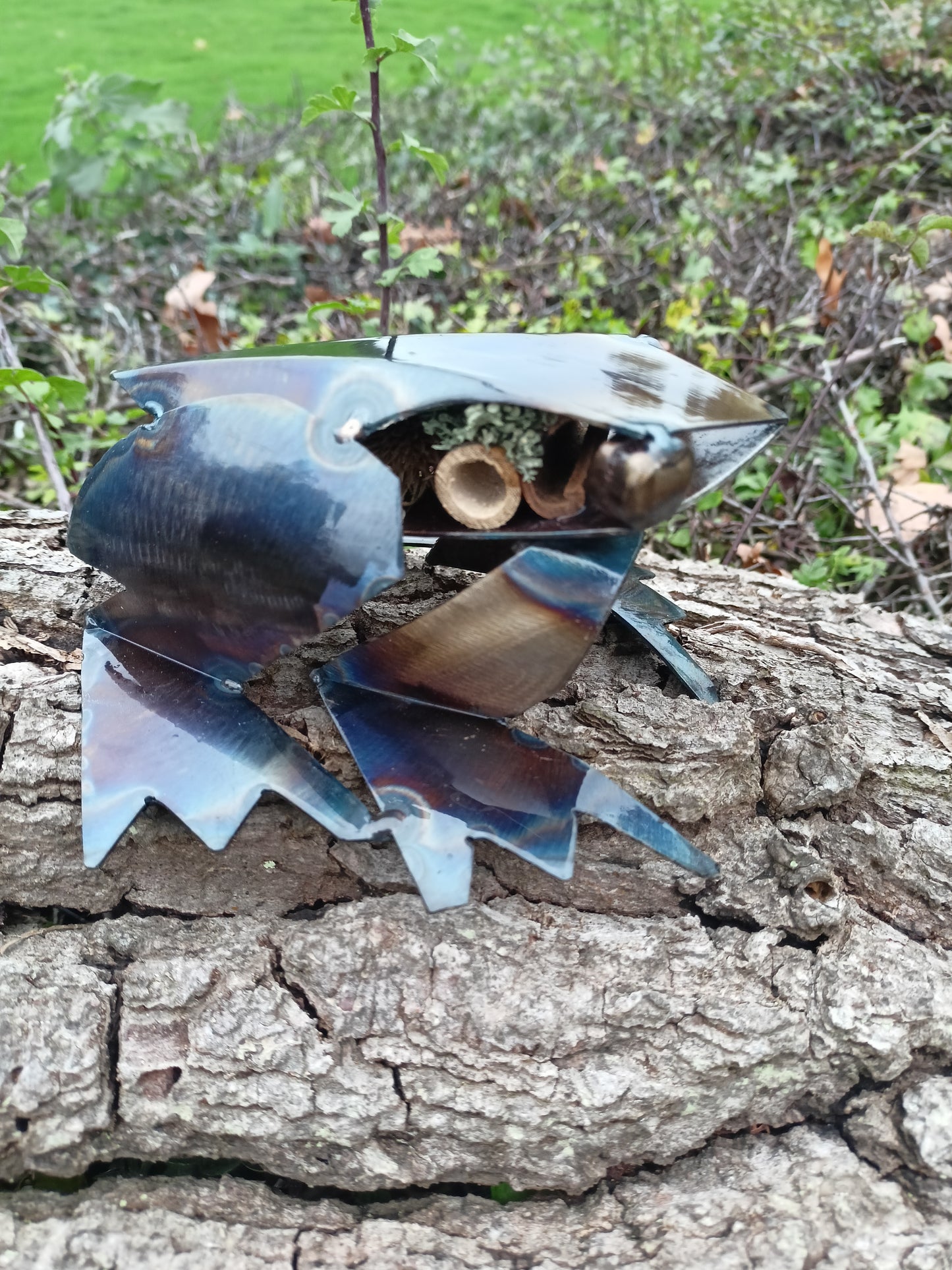 Rani the Frog - Water