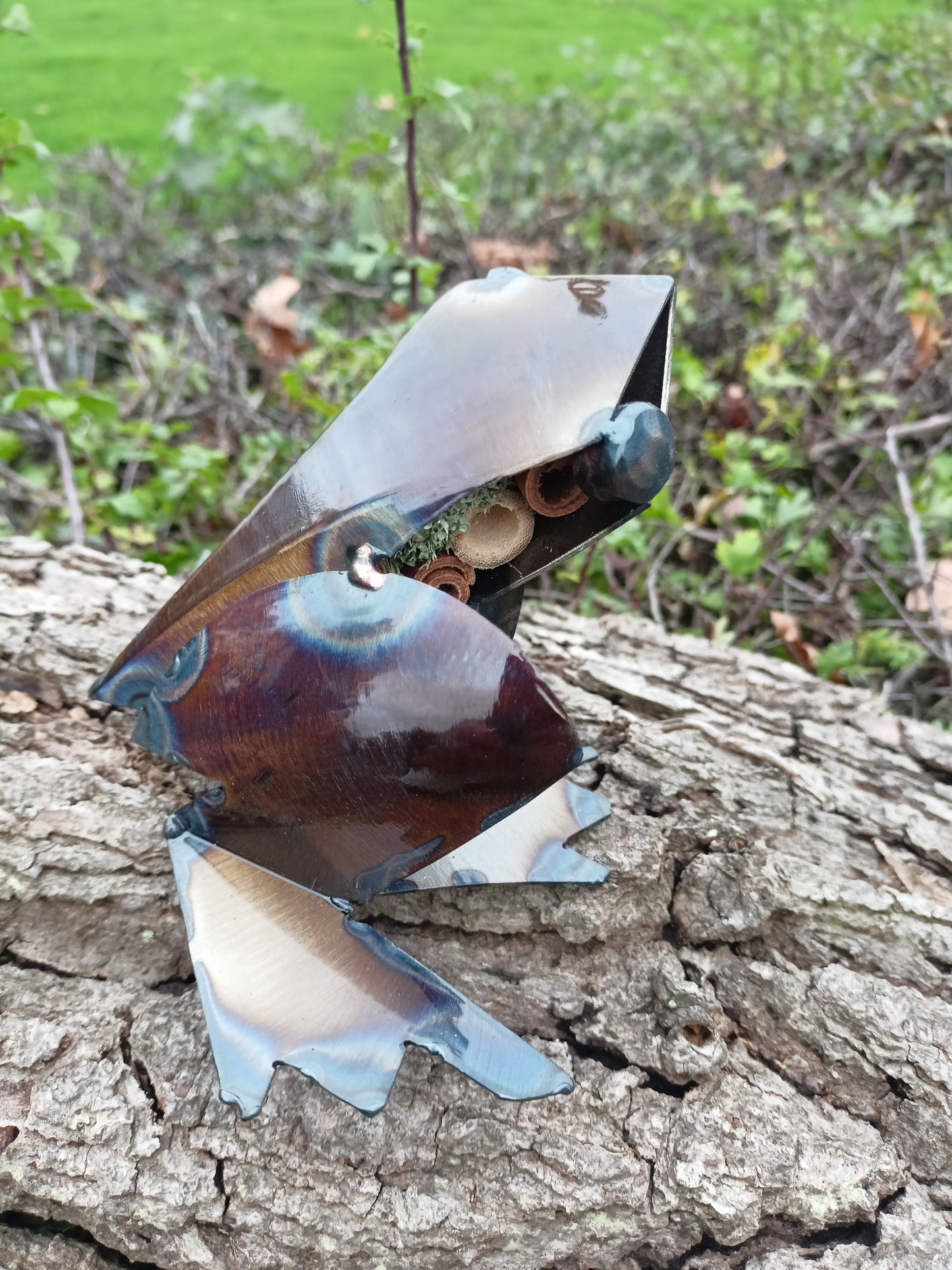 Rani the Frog - Water